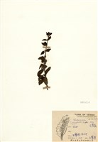 藏品(灰葉蕕)的圖片